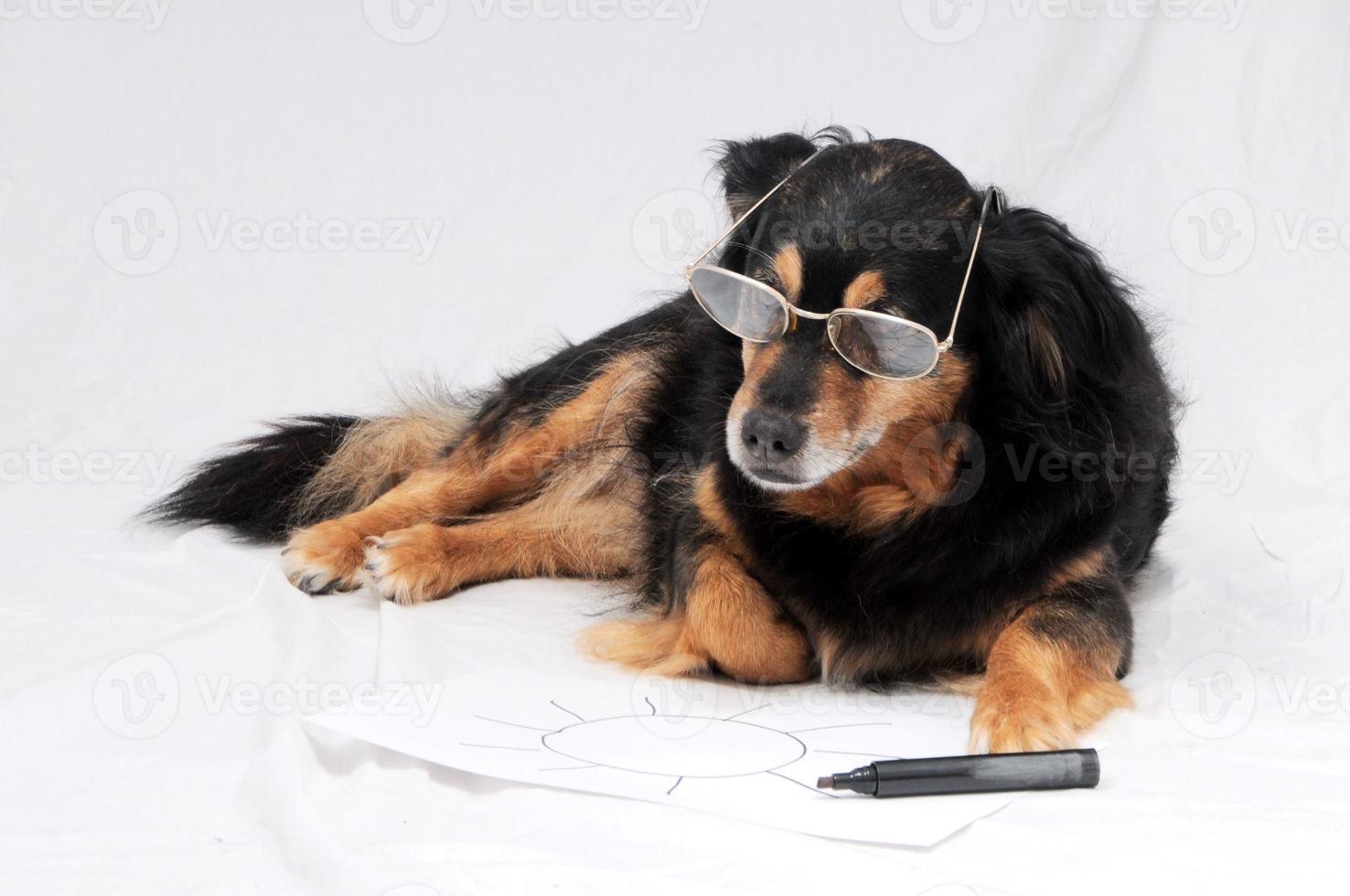 Dog drawing a picture photo