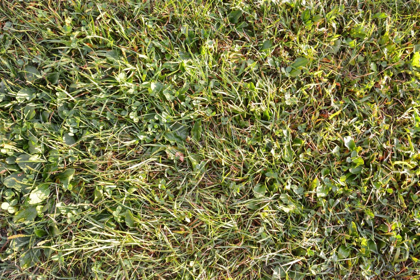 Grass close-up texture photo