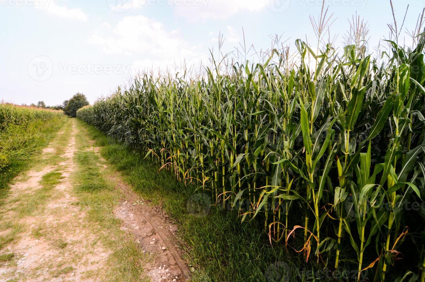 Rural road view photo