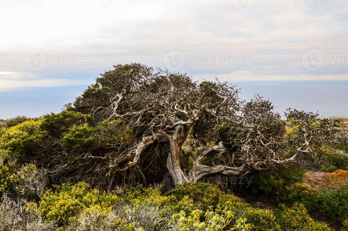 Landscape in summer photo