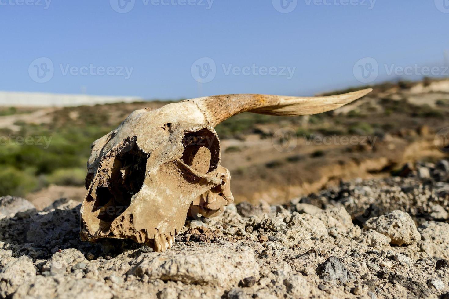 Ram head close-up photo