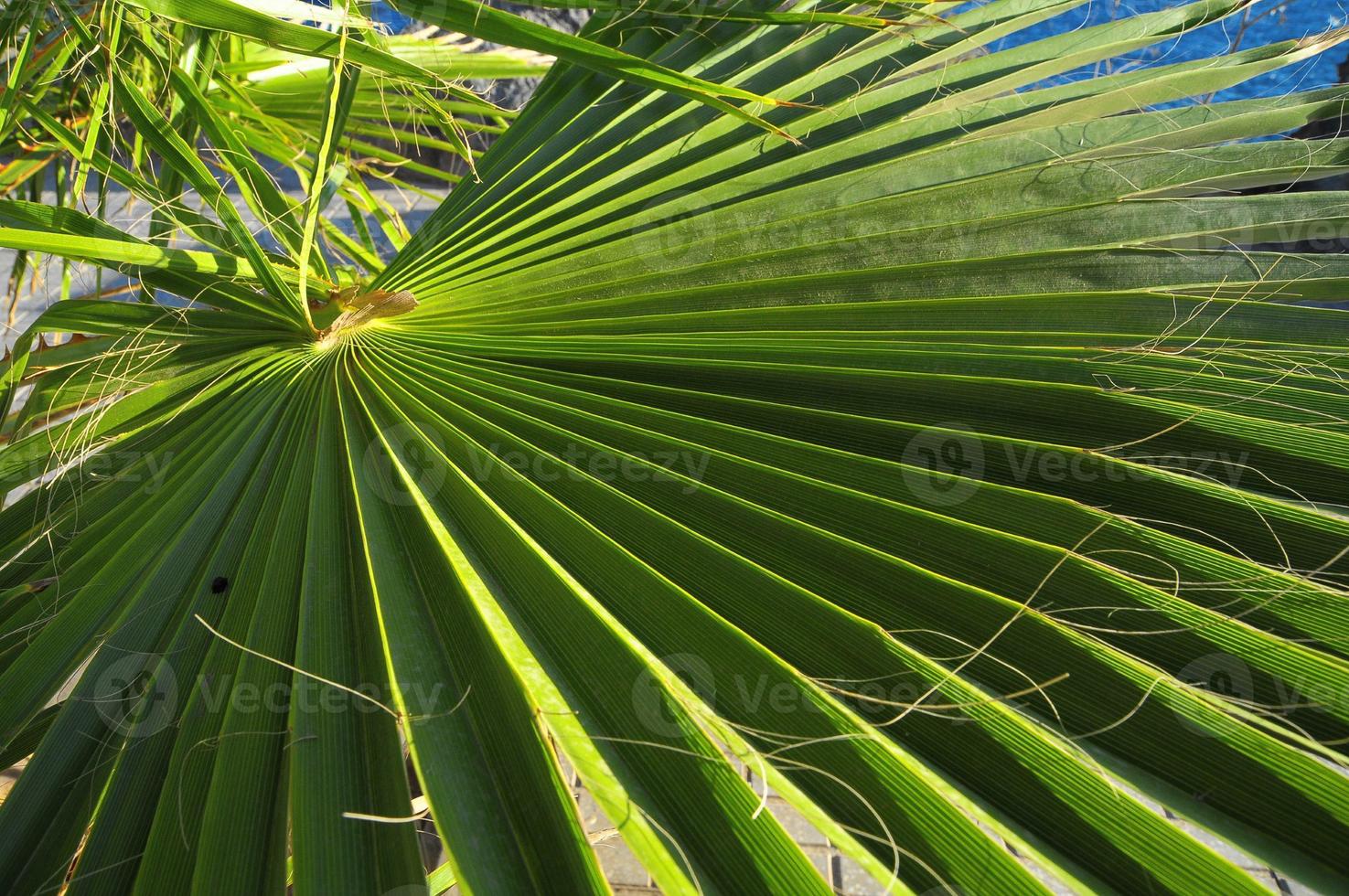 Palm tree close up photo