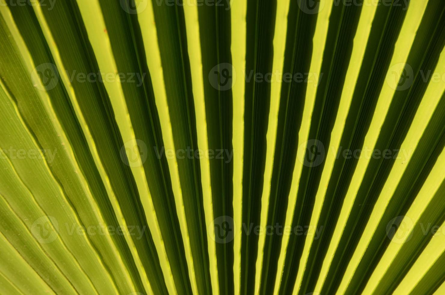 Palm leaf close up photo