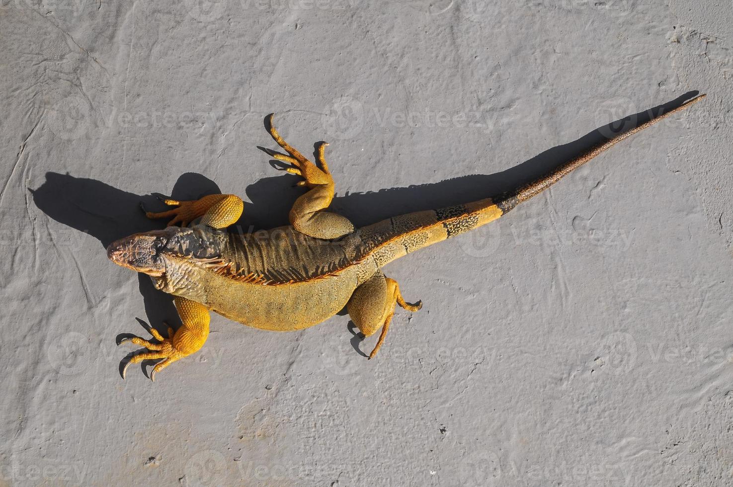 Lizard close-up view photo