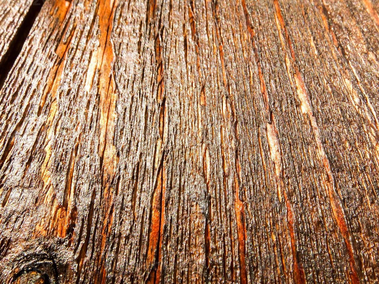 Tree trunk close-up photo