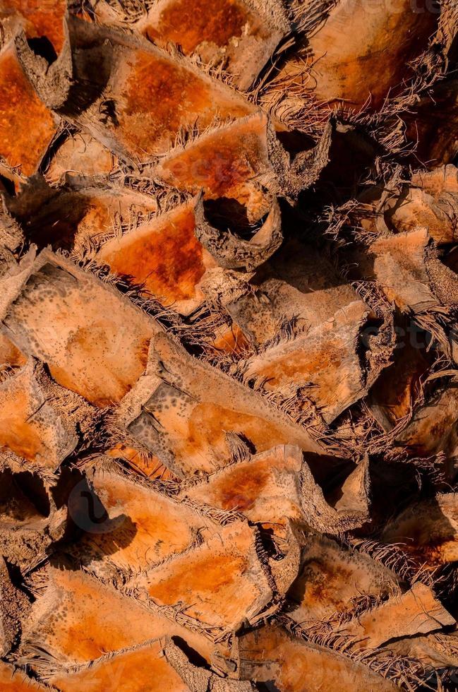 Tree trunk close-up photo