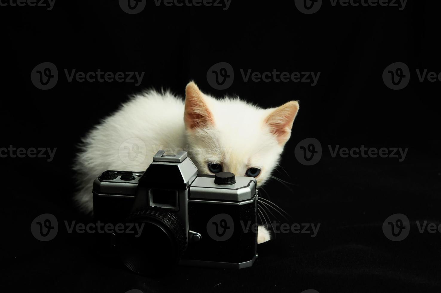 White kitten with a camera photo