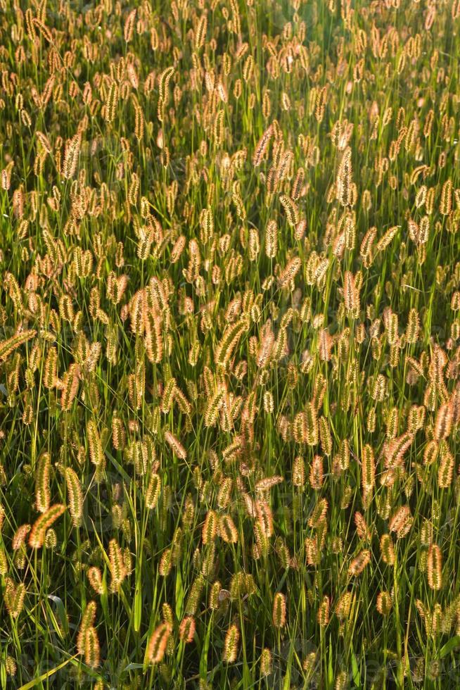 Wheat field close-up photo