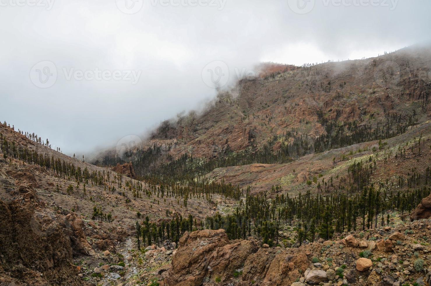 Landscape in summer photo