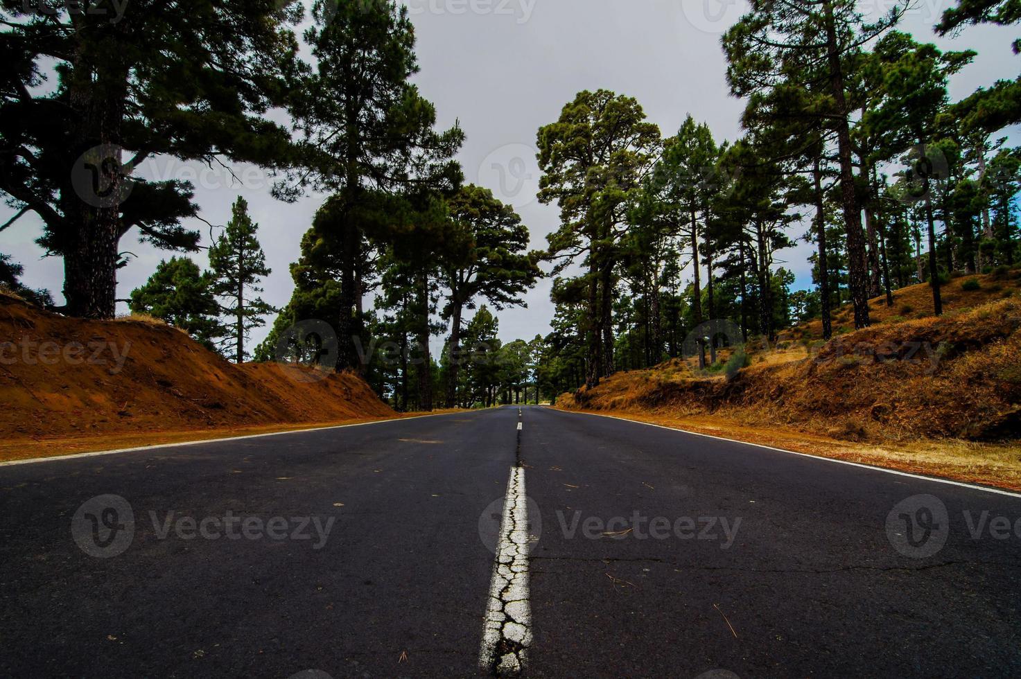 Road in the forest photo