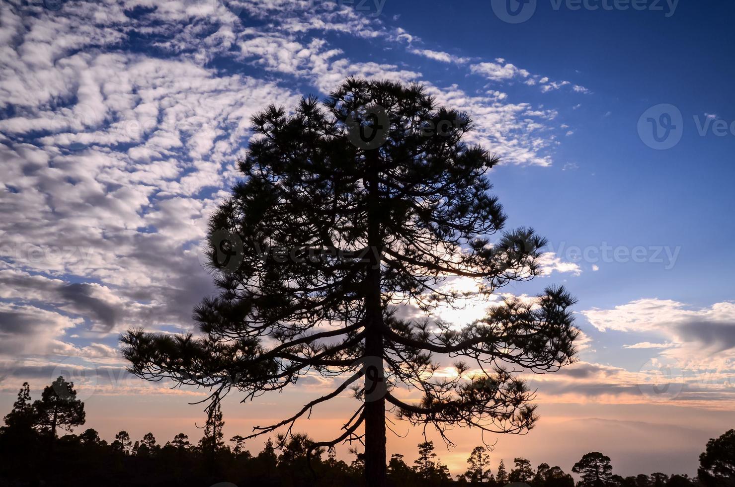 View of trees photo