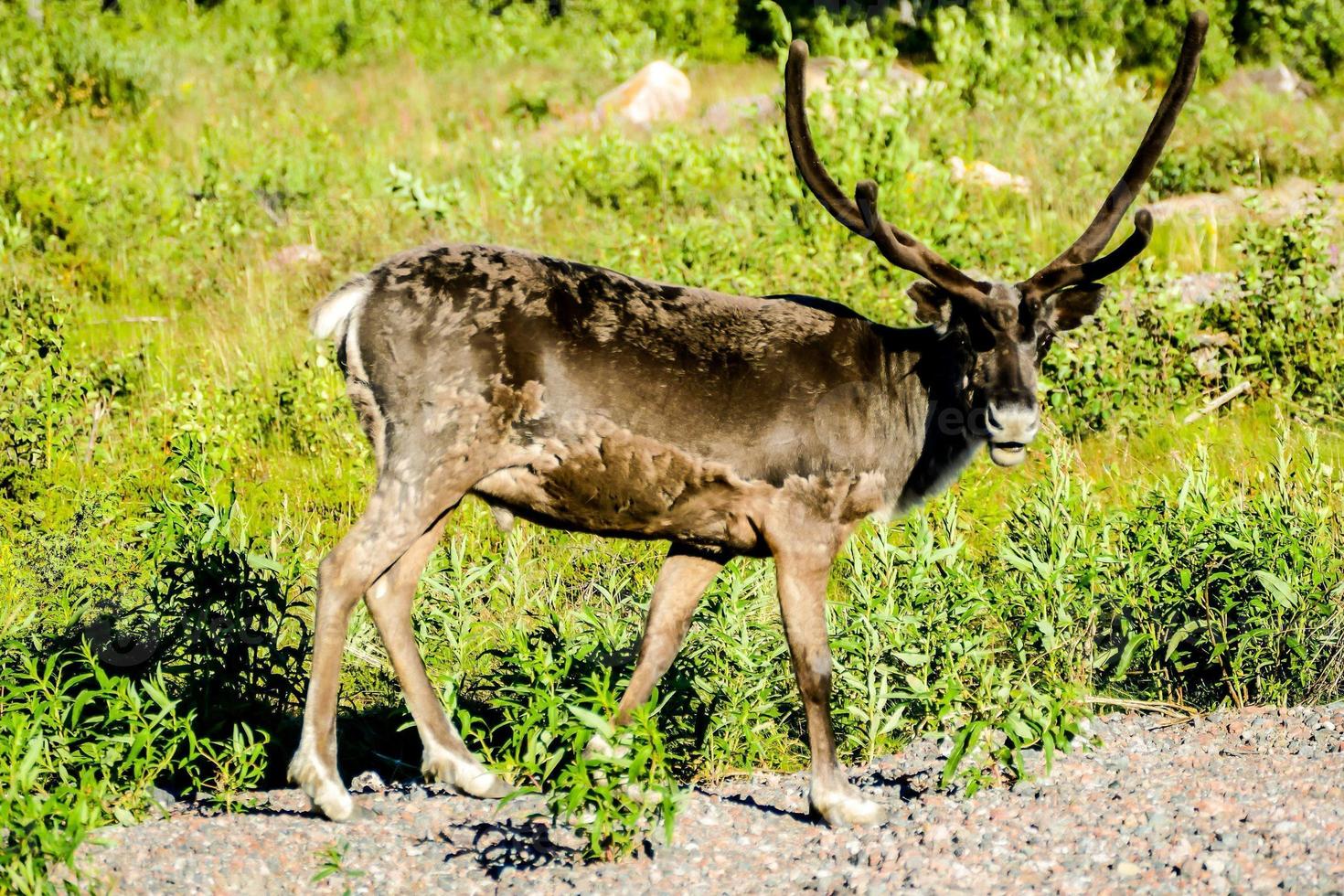 Deer on the meadow photo