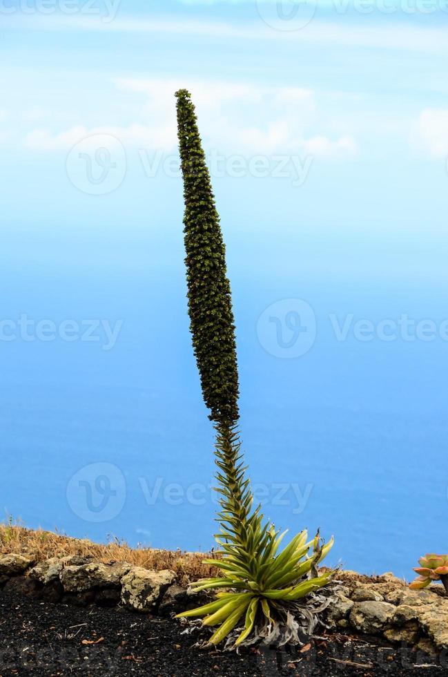 paisaje en verano foto