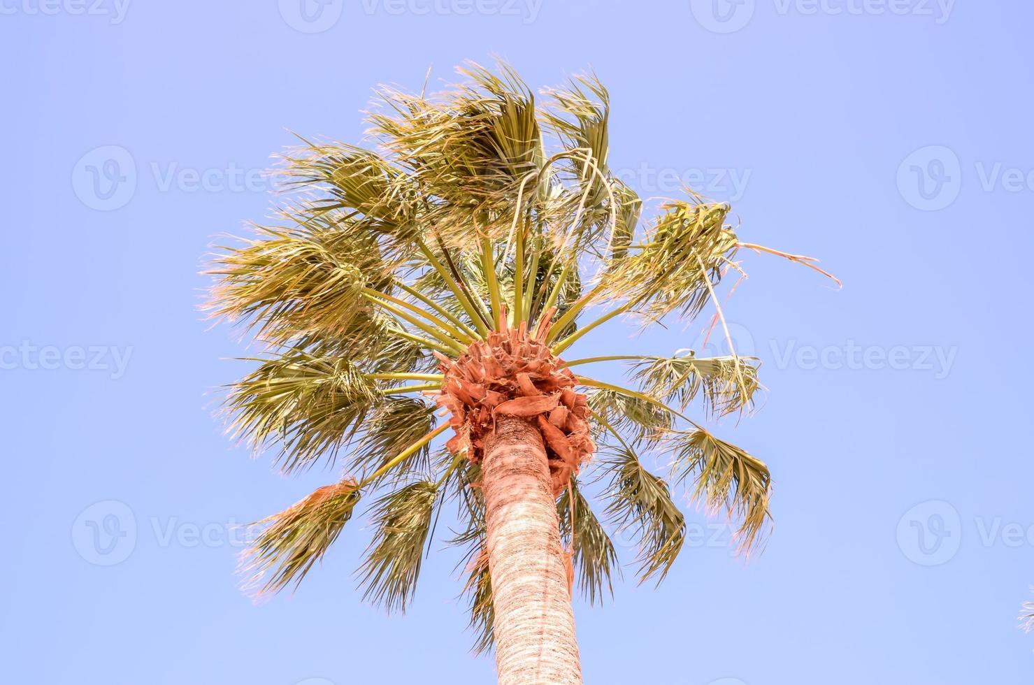 palmera bajo el cielo azul foto