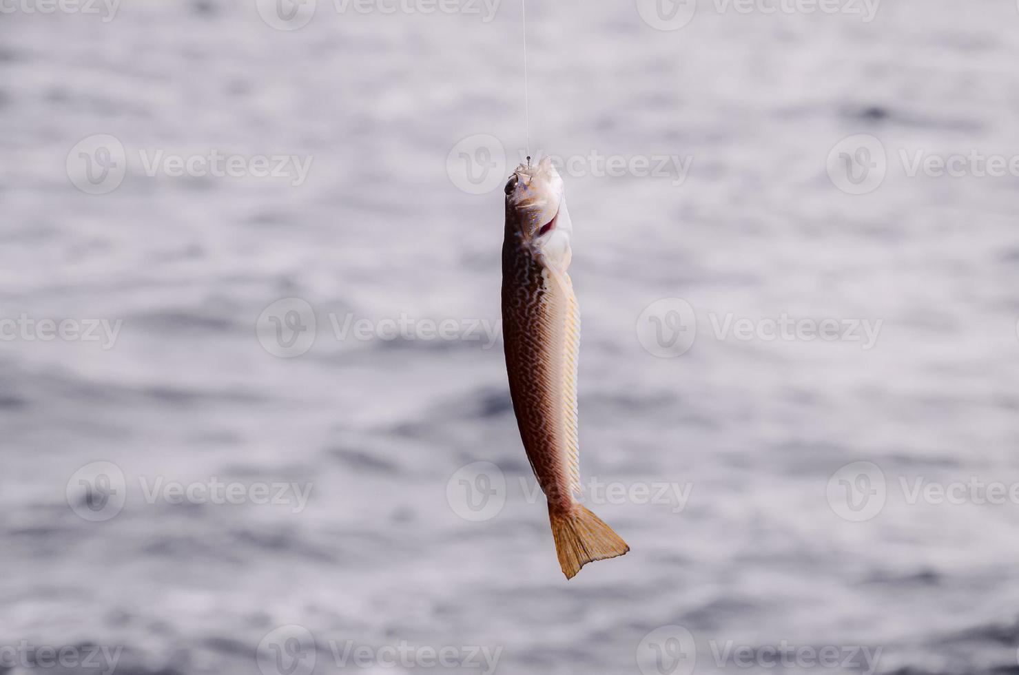Fish on the hook photo