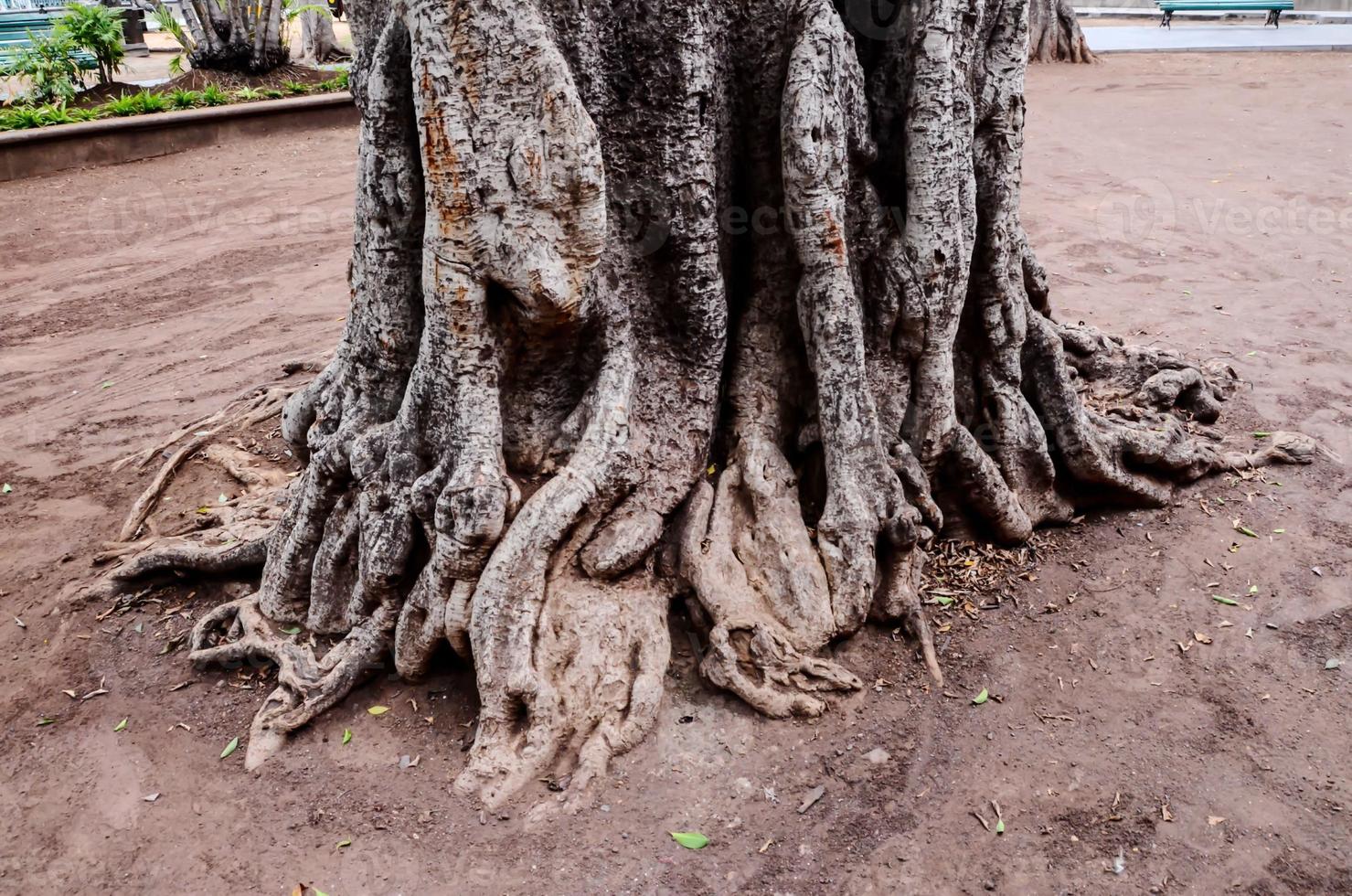 View of trees photo