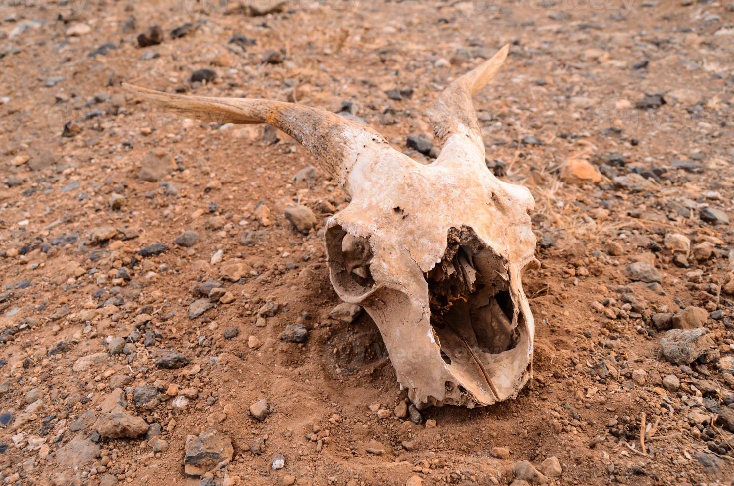 cráneo de carnero en el suelo foto