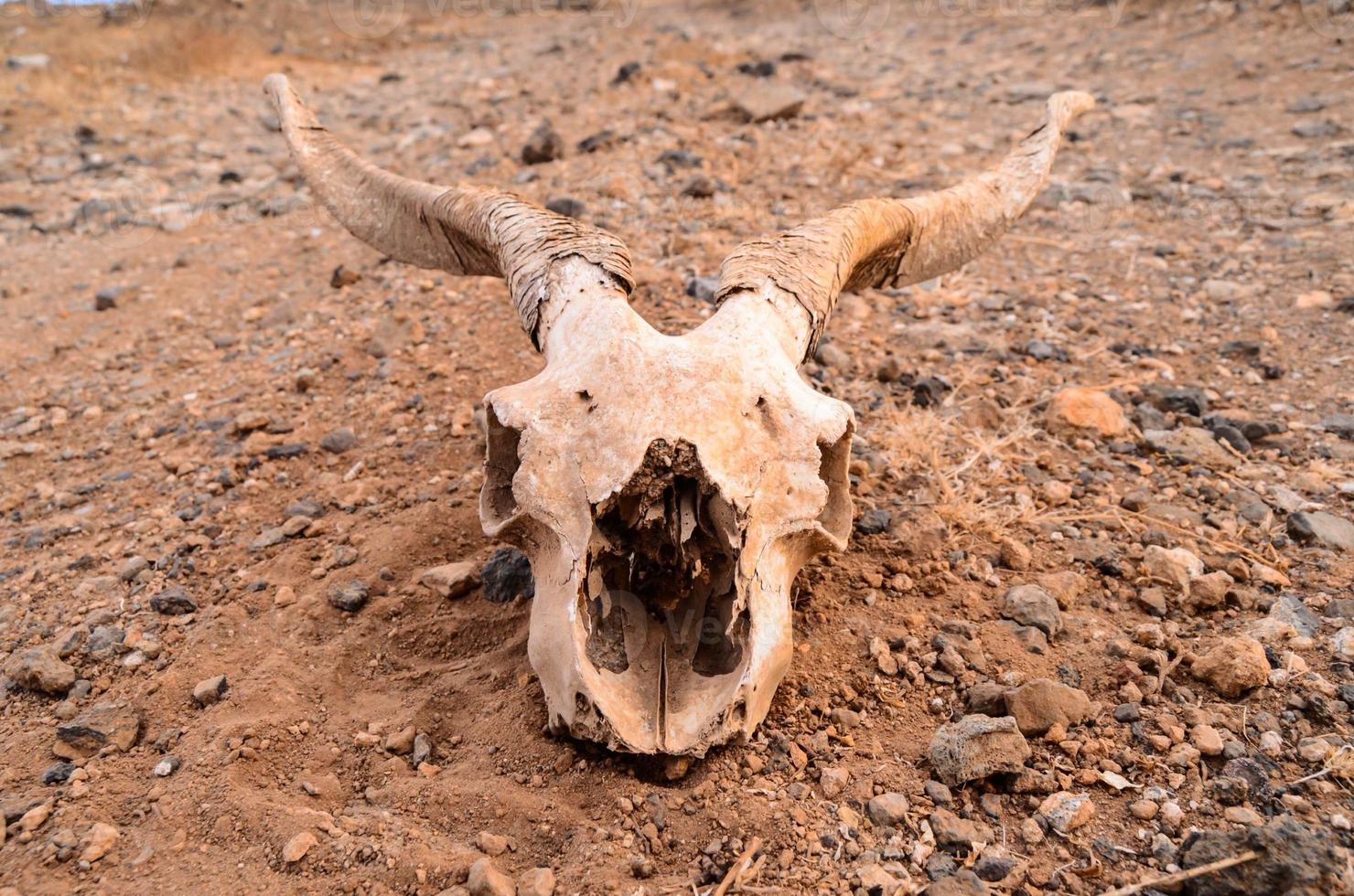 Ram head close-up photo