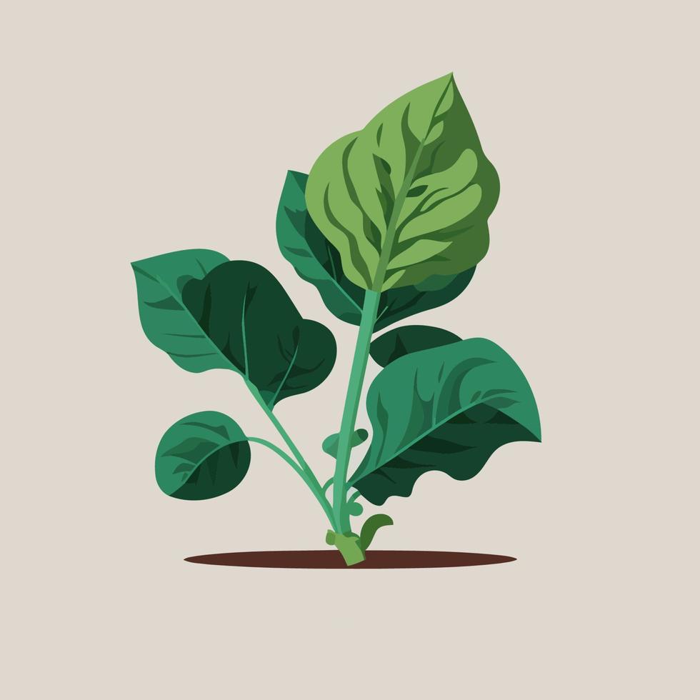 green spinach leaves vegetable, organic food vector illustration