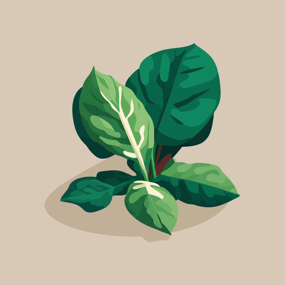 hojas de espinaca verde vegetal, ilustración de vector de alimentos orgánicos