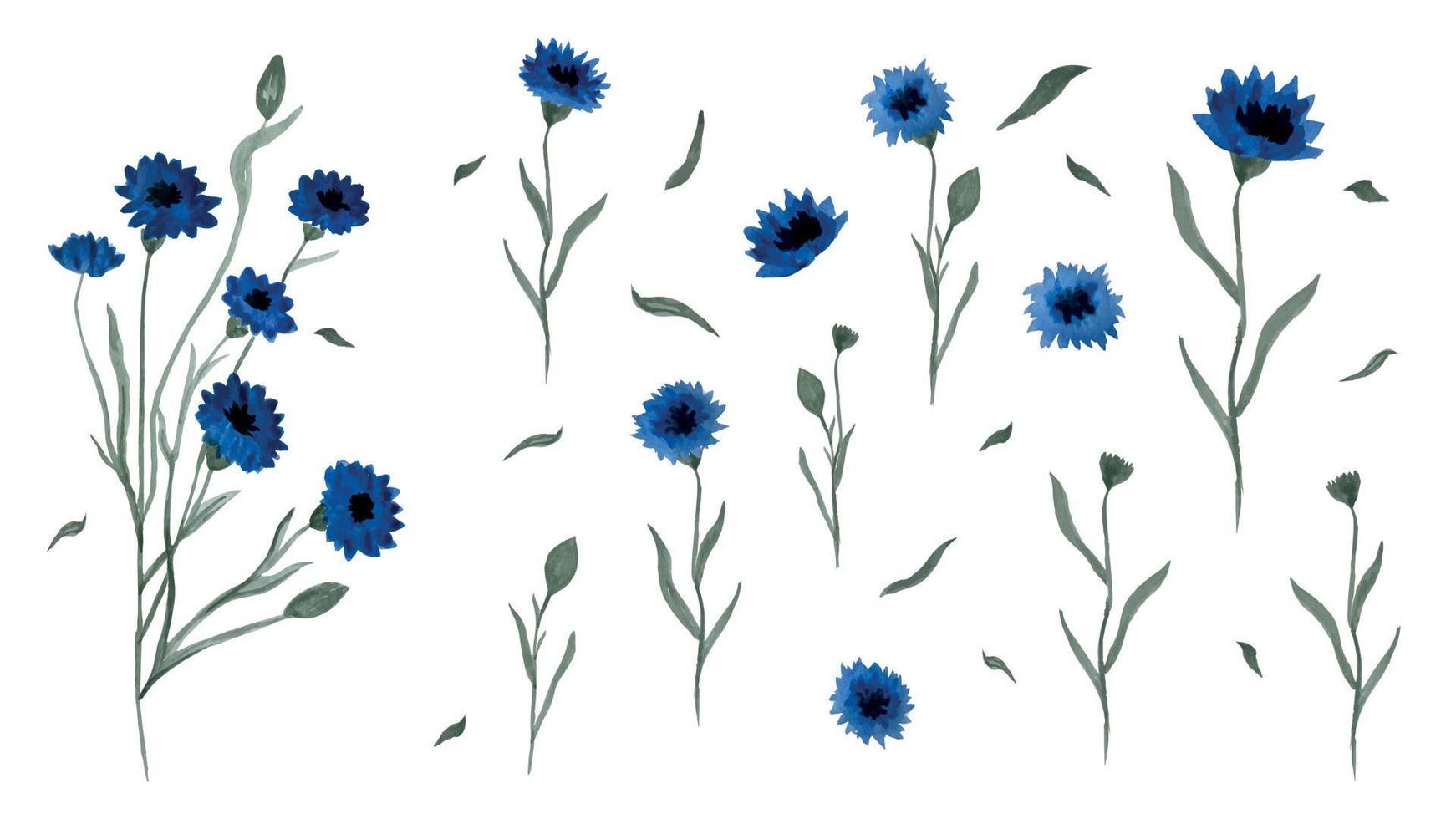 Field flower Cornflower in watercolor and its individual elements in different positions on a white isolated background. Vector