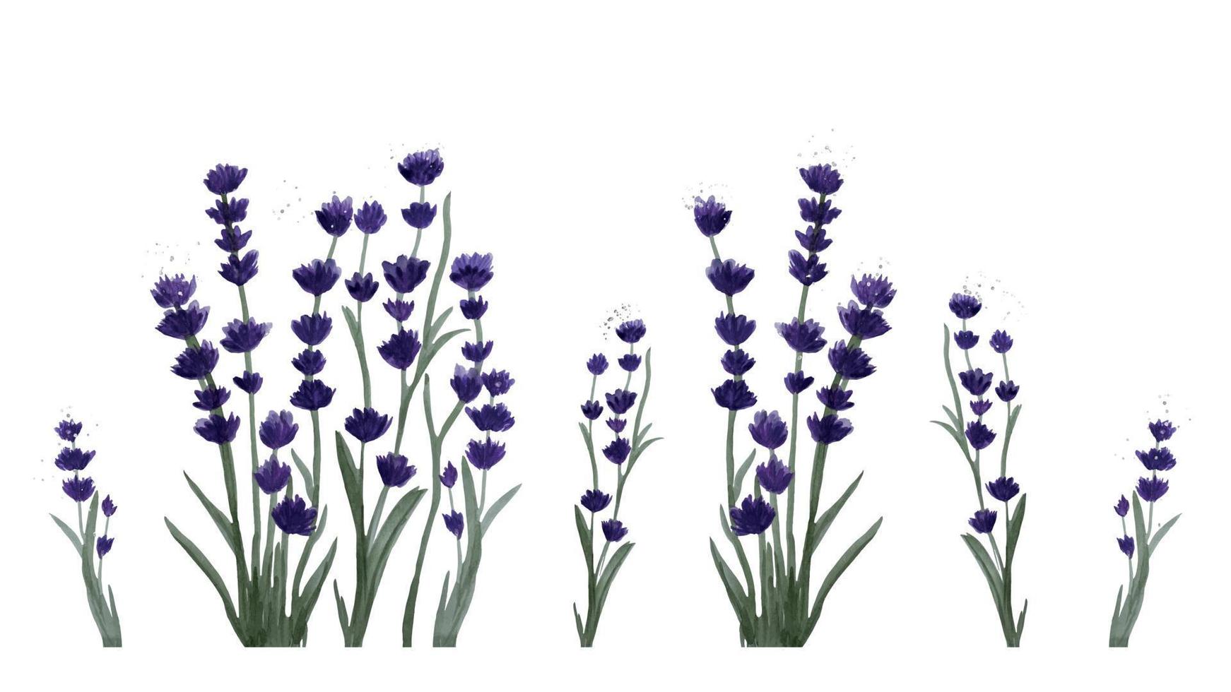 conjunto de flores de lavanda en estilo acuarela. ilustraciones vectoriales dibujadas a mano, aisladas en fondo blanco vector