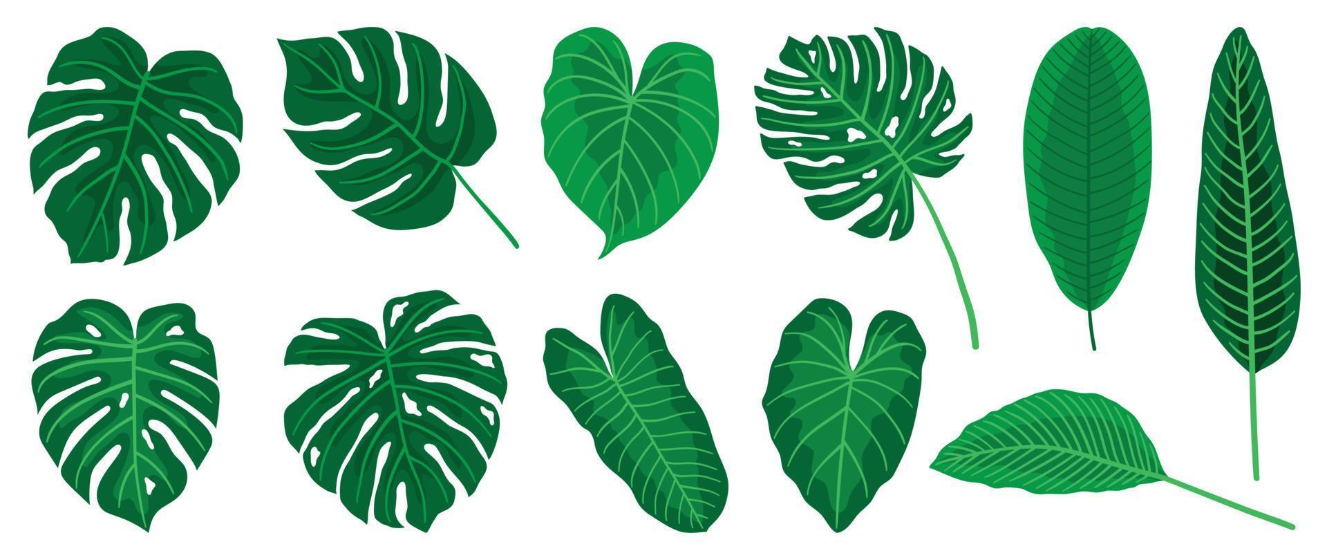 juego de vectores de hojas tropicales pintadas a mano. follaje exótico botánico de diferente tipo, planta de selva, monstera y hojas de palma aisladas en fondo blanco. diseño para cosmética, producto, spa, decoración.