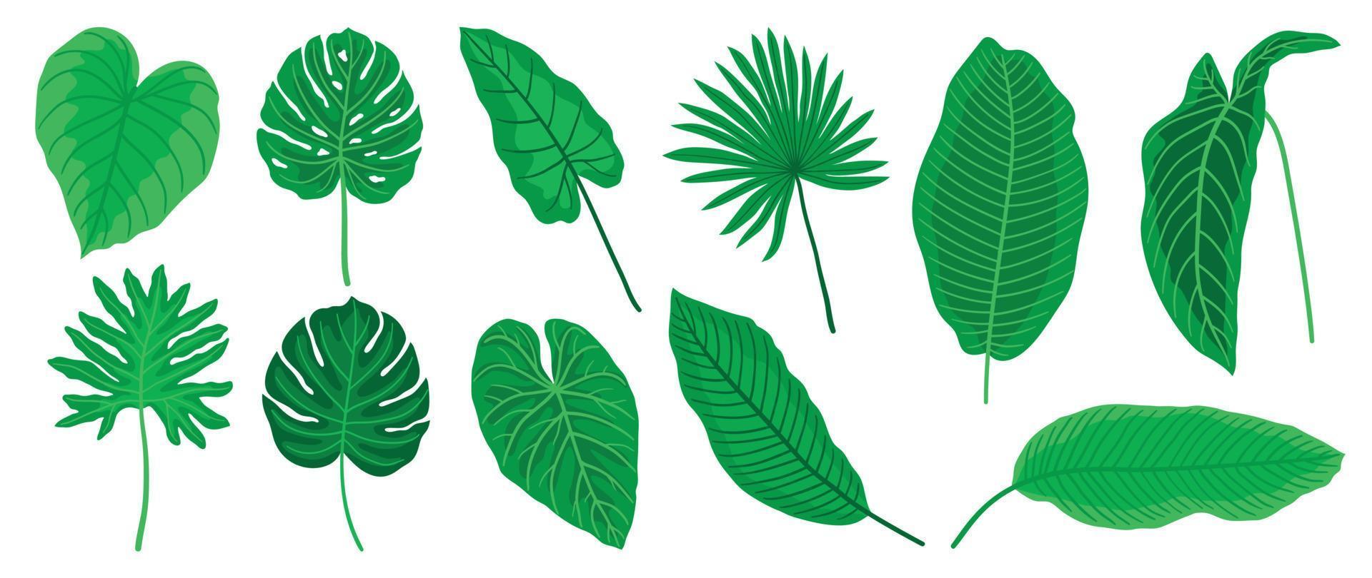 juego de vectores de hojas tropicales pintadas a mano. follaje exótico botánico de diferente tipo, planta de selva, monstera y hojas de palma aisladas en fondo blanco. diseño para cosmética, producto, spa, decoración.