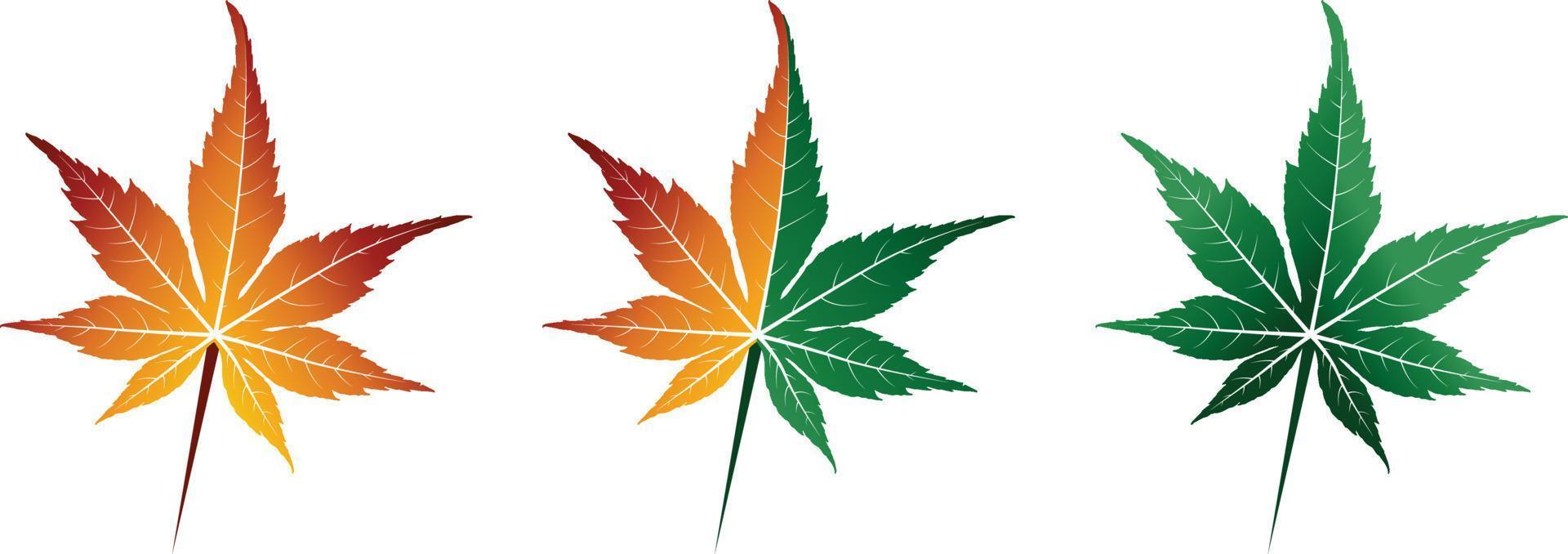 vector of the autumn maple leaf