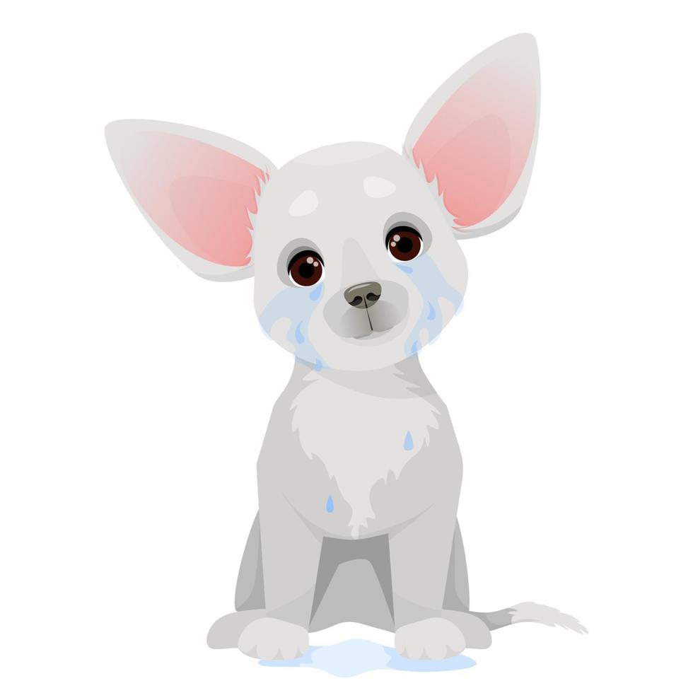 Cute little gray chihuahua dog sits and cries vector