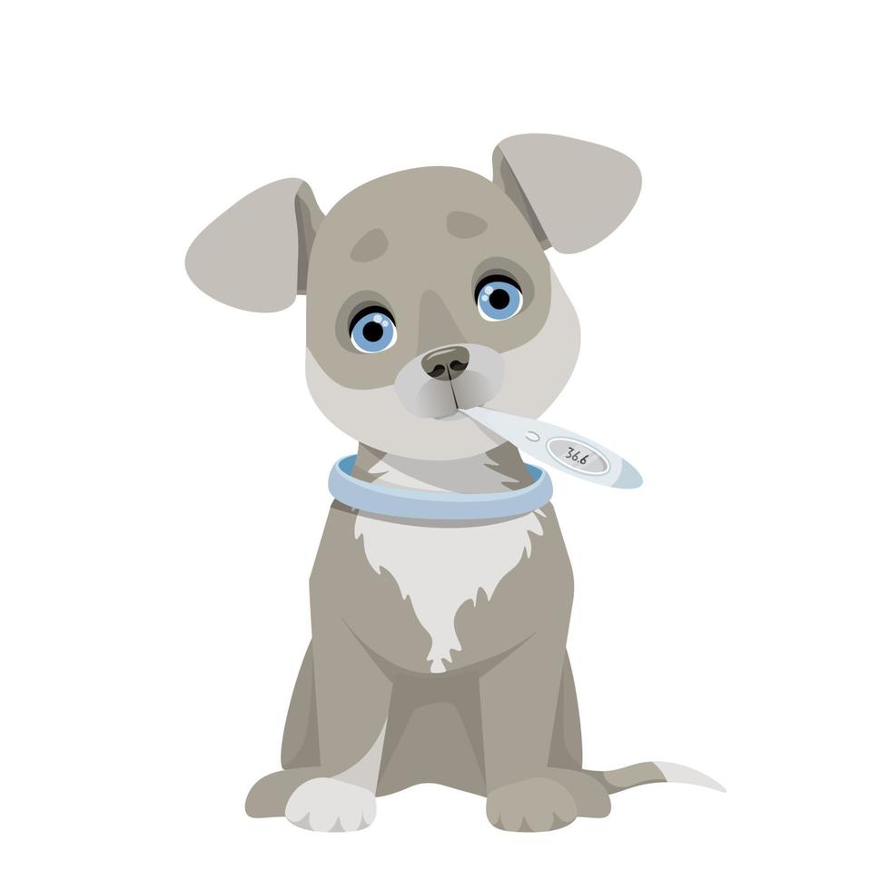 Gray dog with a thermometer in his mouth vector