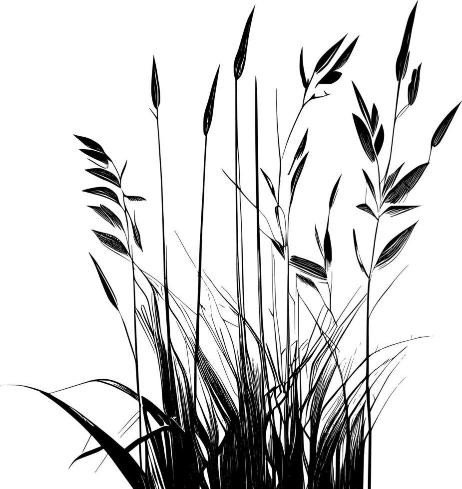 Image of a silhouette  reed  or bulrush on a white background.Monochrome image of a plant on the shore near a pond.Isolated vector drawing.