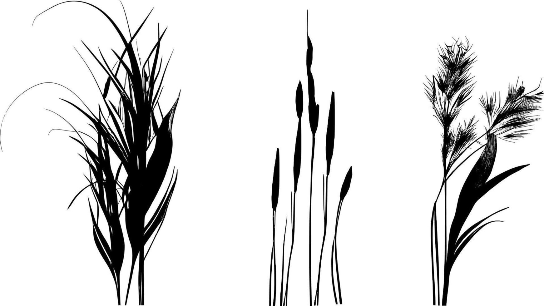 Image of a silhouette  reed  or bulrush on a white background.Monochrome image. vector