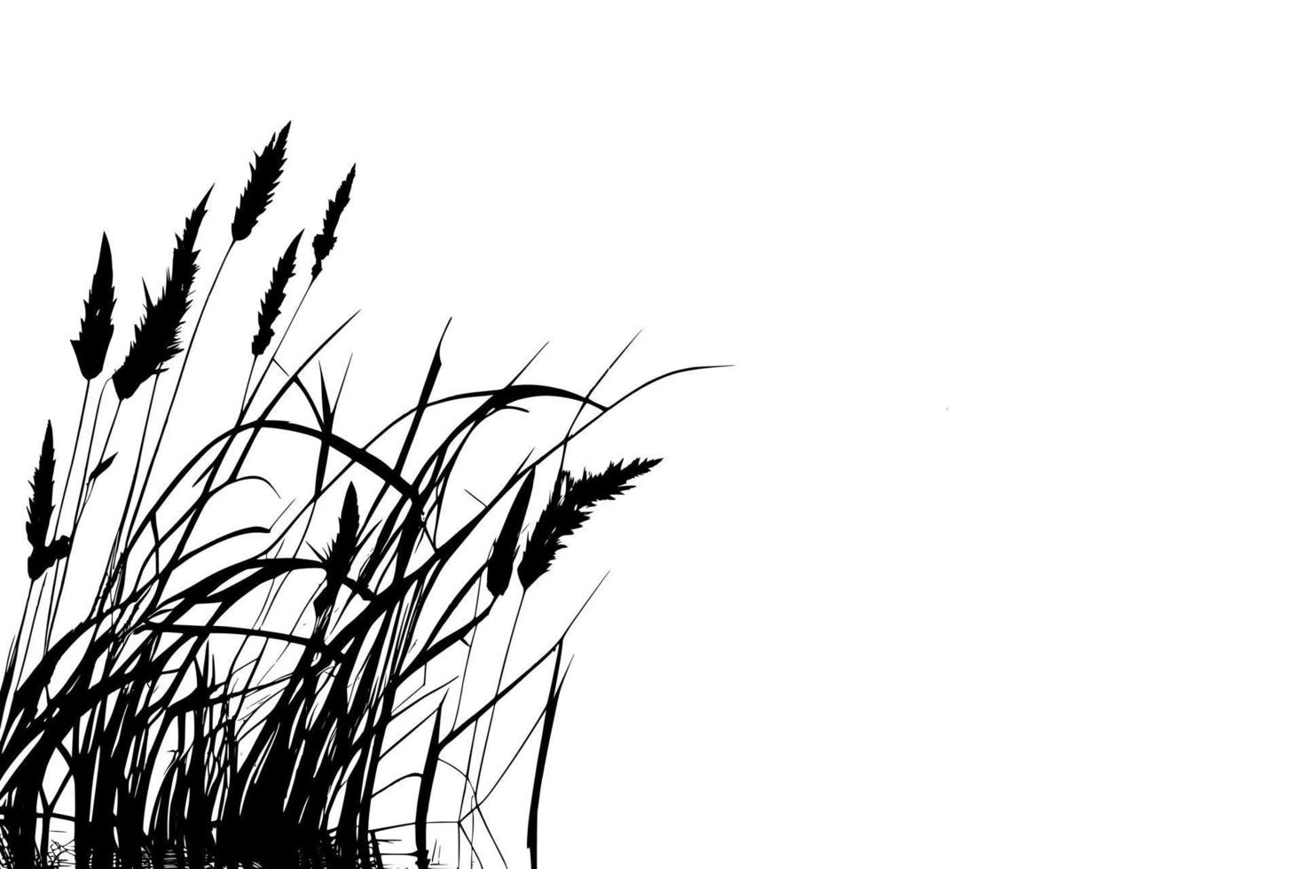 Image of a silhouette  reed  or bulrush on a white background.Monochrome image. vector