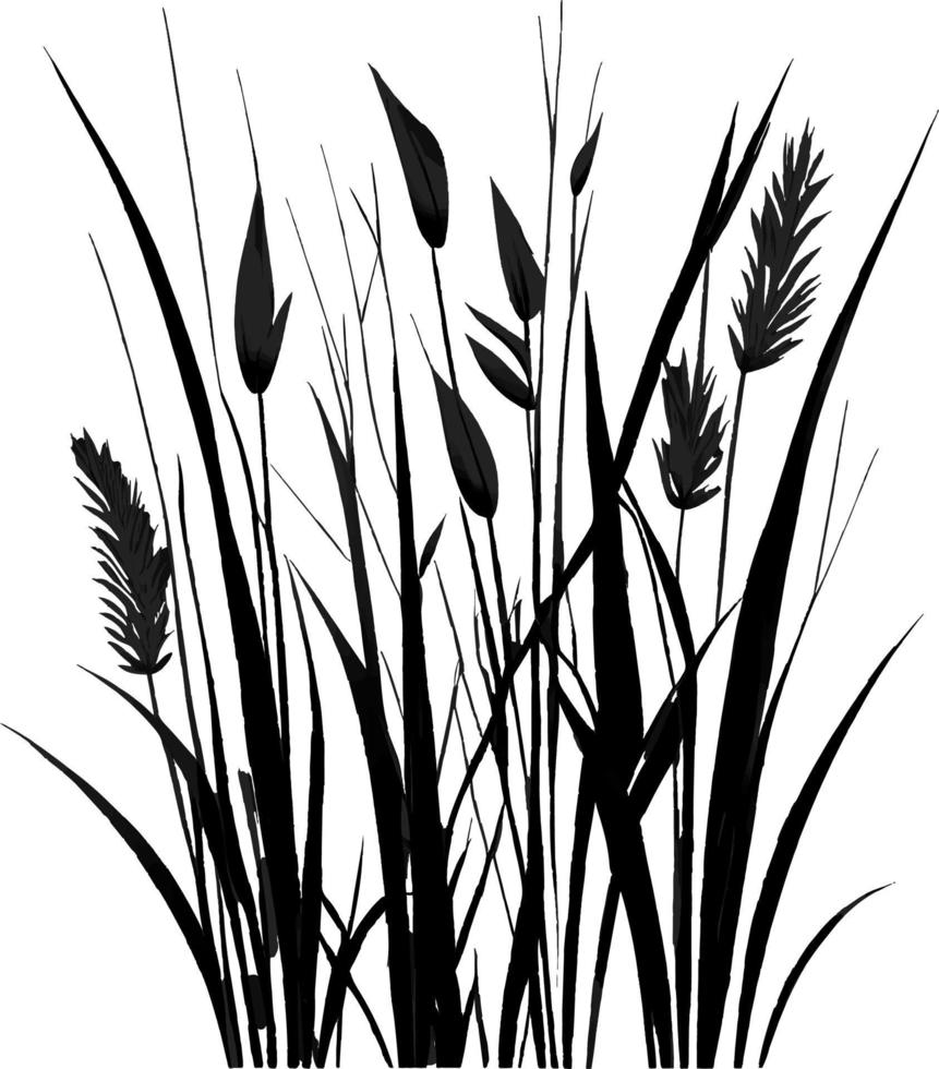 Image of a silhouette  reed  or bulrush on a white background.Monochrome image of a plant on the shore near a pond.Isolated vector drawing.