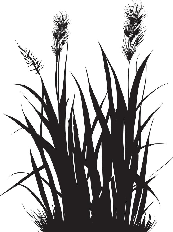 Image of a silhouette  reed  or bulrush on a white background.Monochrome image of a plant on the shore near a pond.Isolated vector drawing.