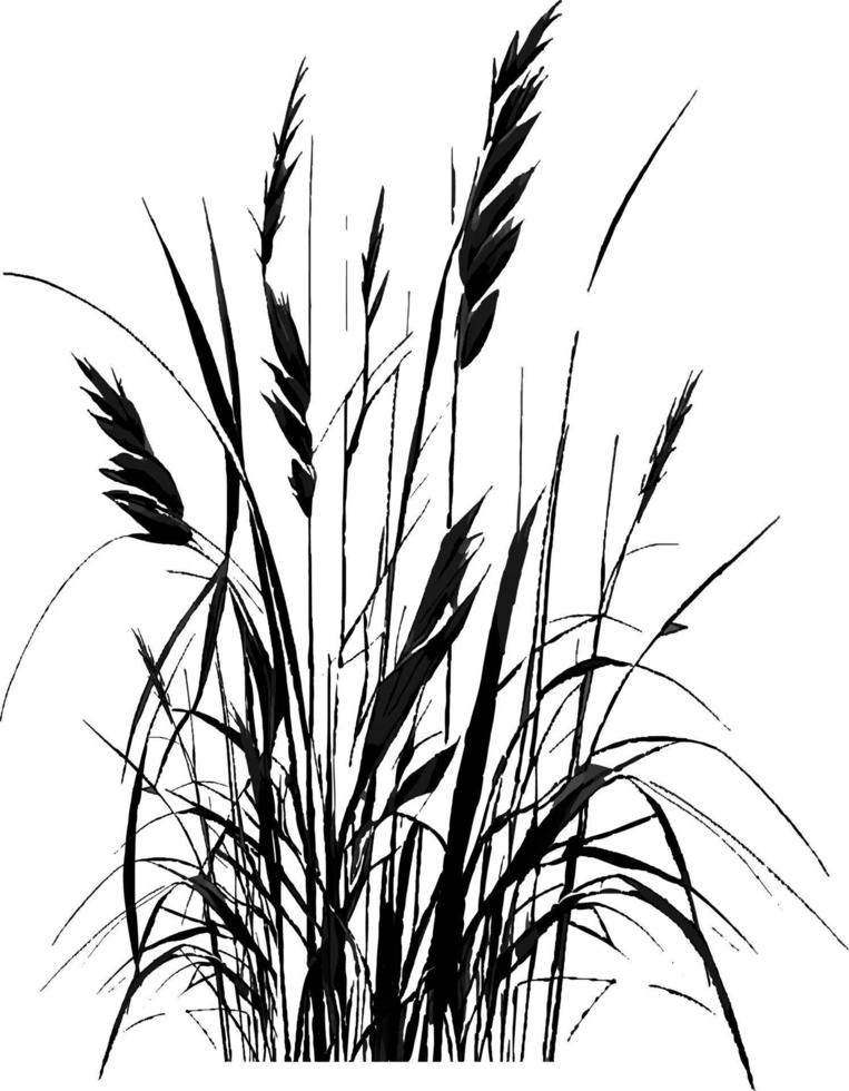 Image of a silhouette  reed  or bulrush on a white background.Monochrome image of a plant on the shore near a pond.Isolated vector drawing.