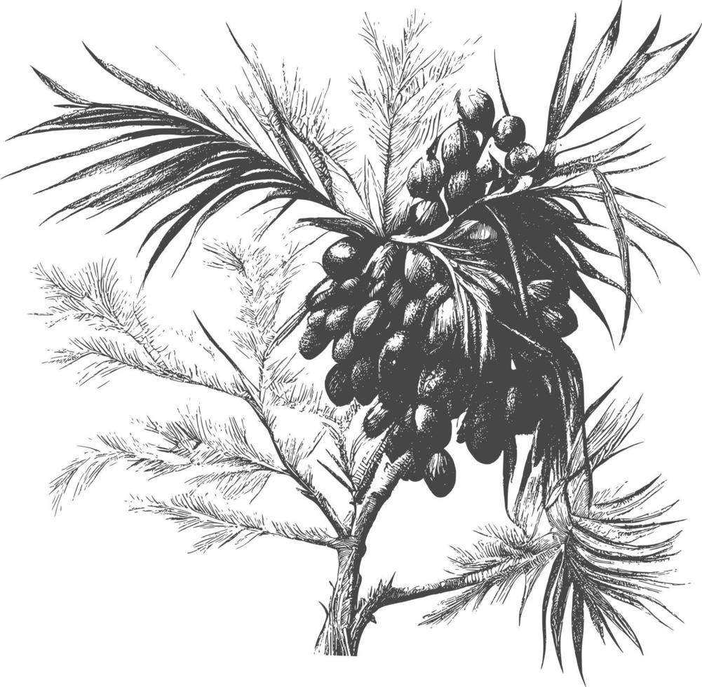 Ink drawn dates with leaves. Ripe fruits hang from the branches. vector