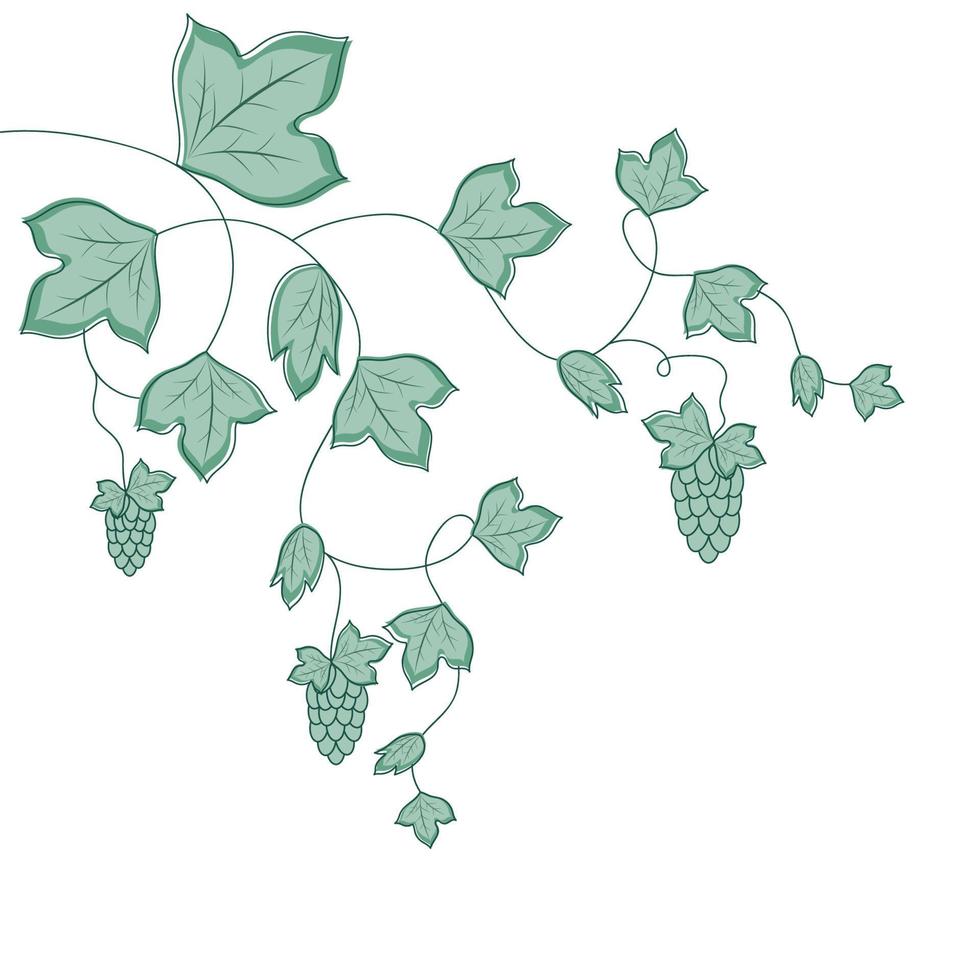 Curly liana on a white background. Vector illustration of ivy or hops