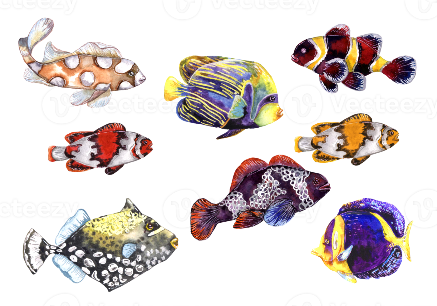 Set of marine Tropical fish artistic watercolor illustration isolated on white png