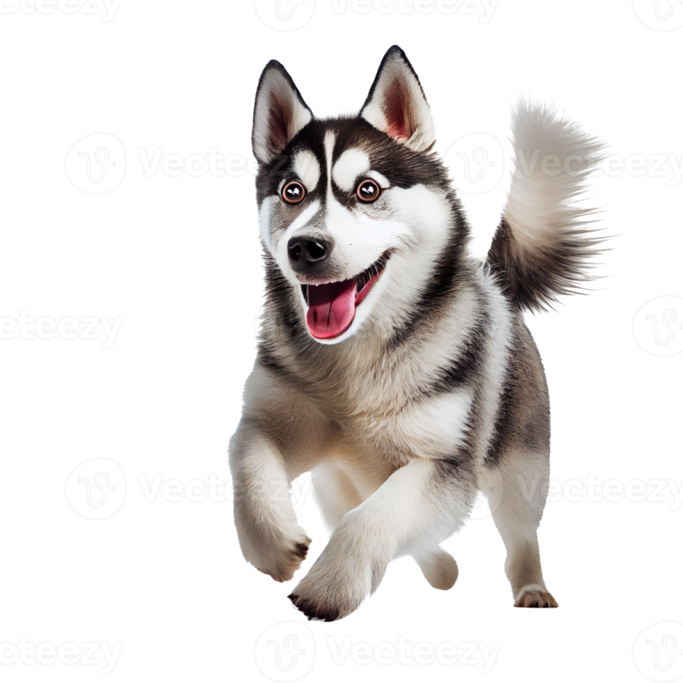 cachorro fofo husky png