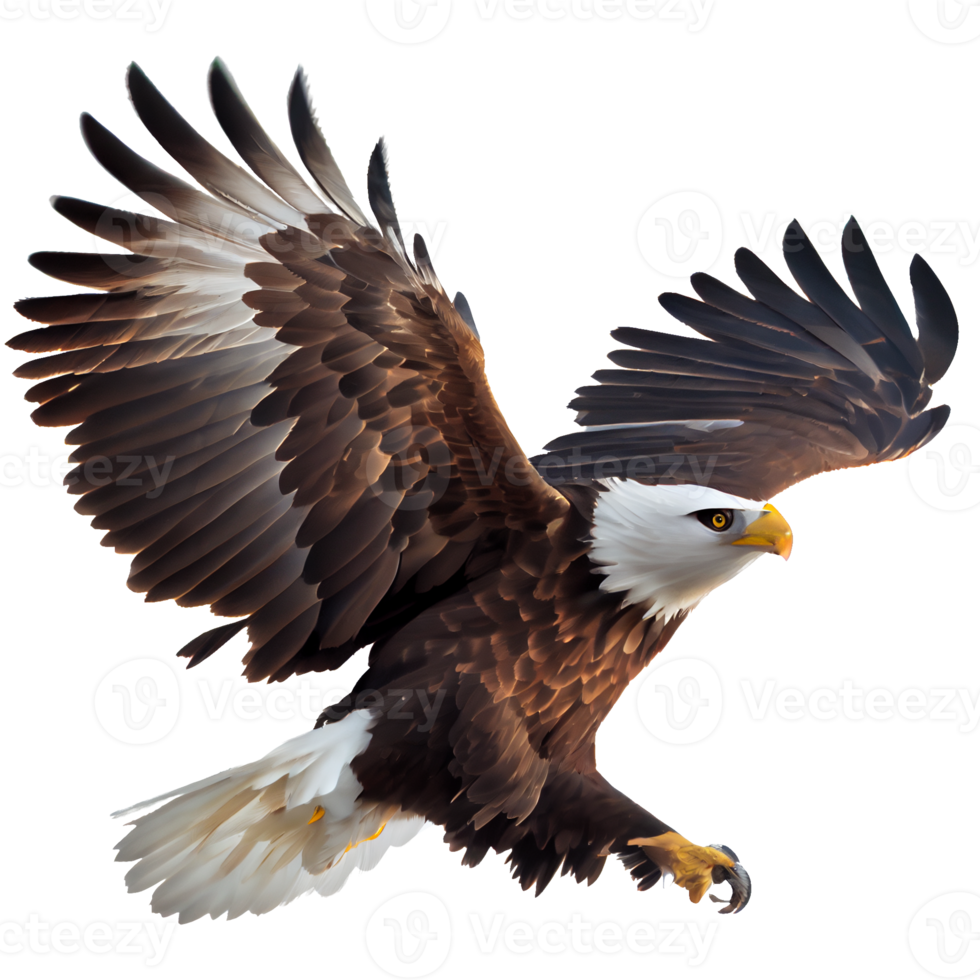 american bald eagle png