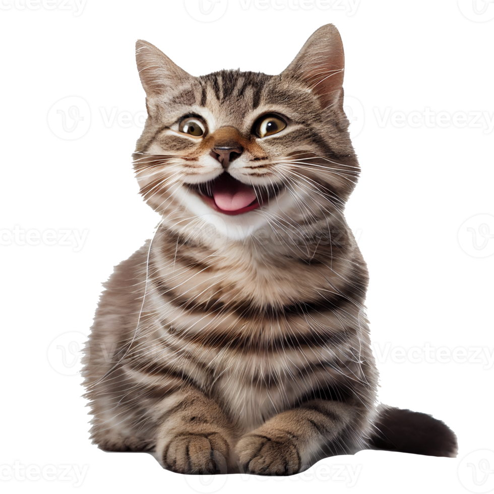 happy cat transparent background png