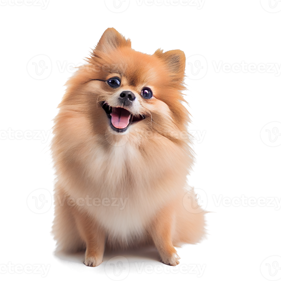 Cute and happy dog png