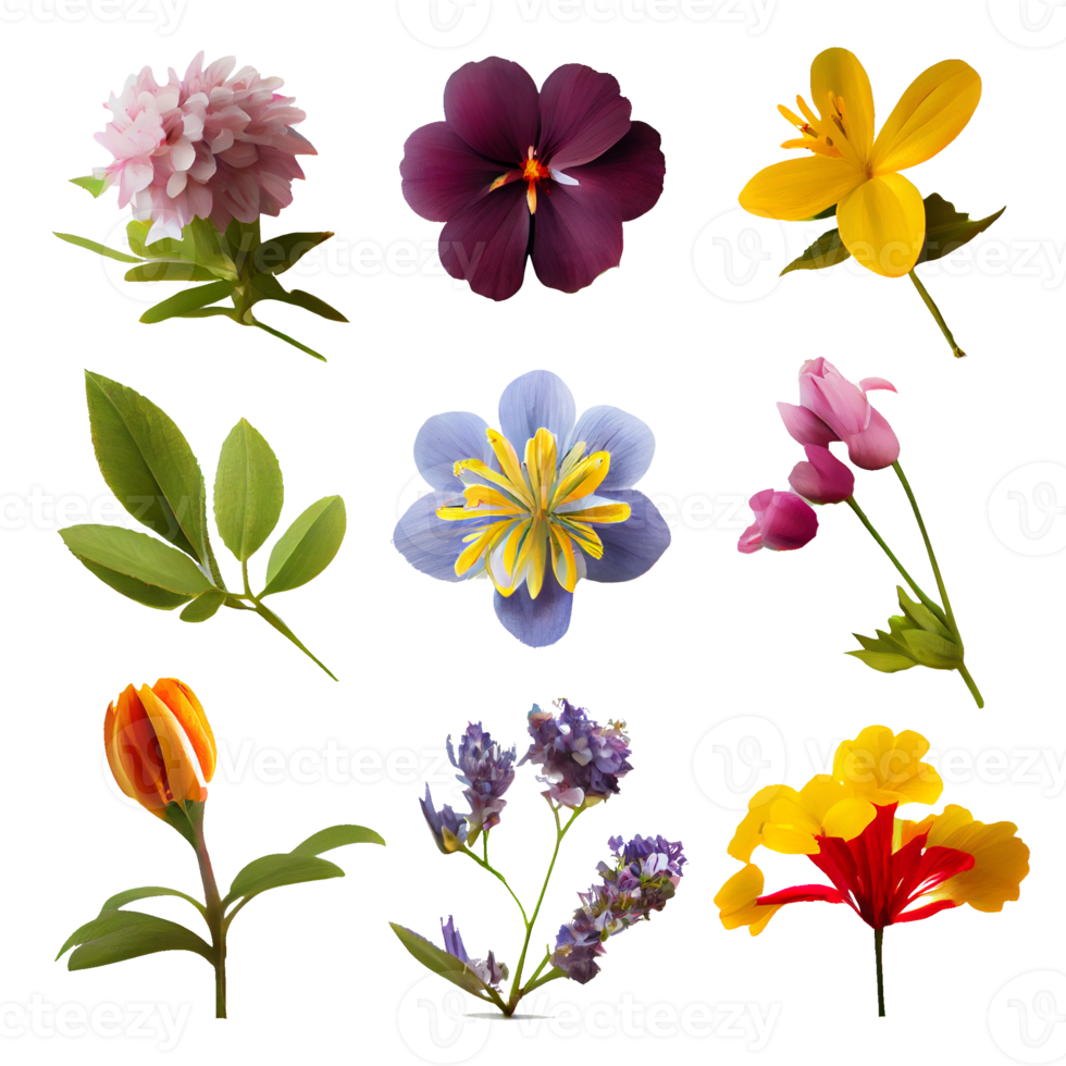 Set of colorful flowers on a transparent background. png