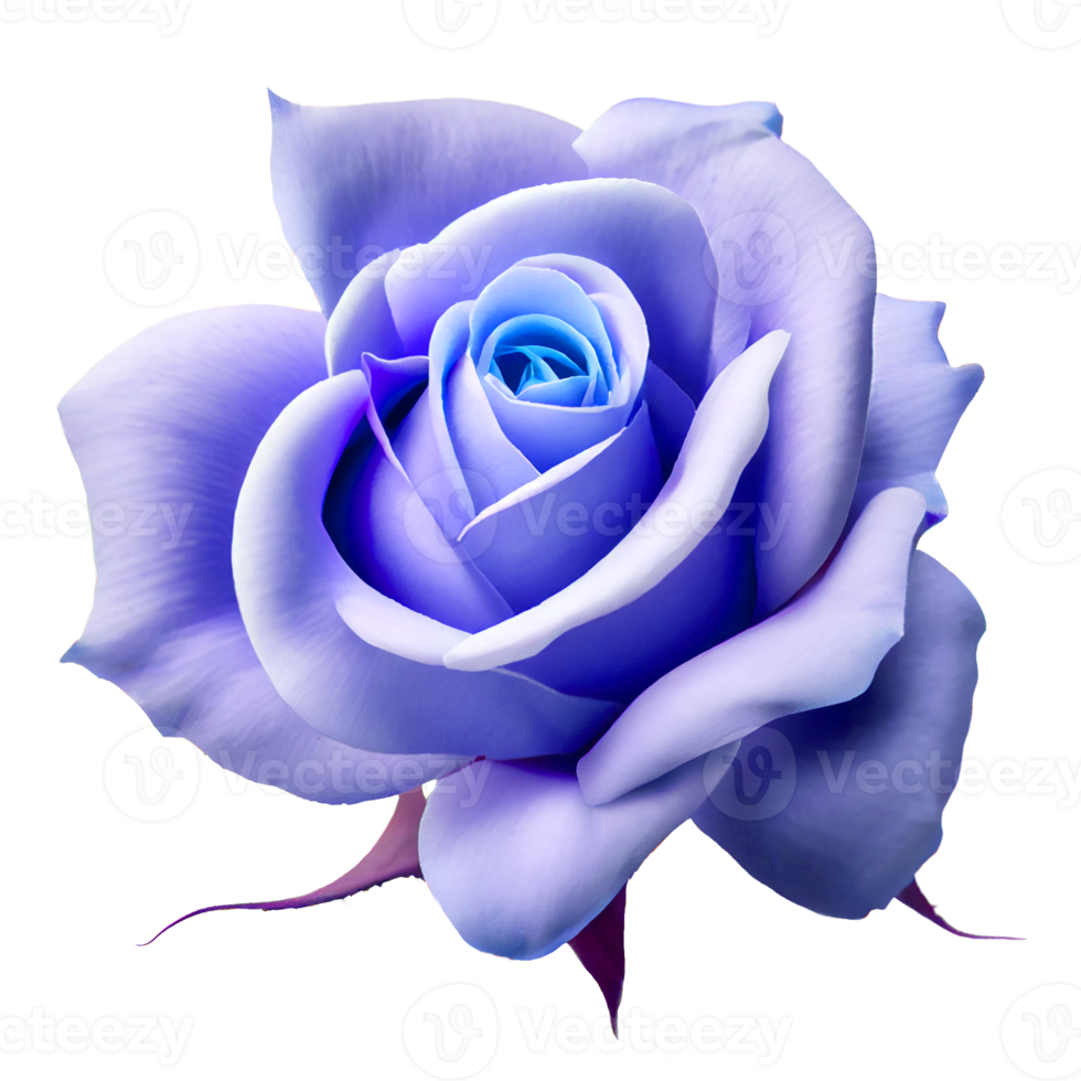 rose on transparent background for Valentine's Day png