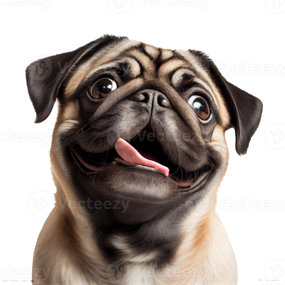 happy dog transparent background png