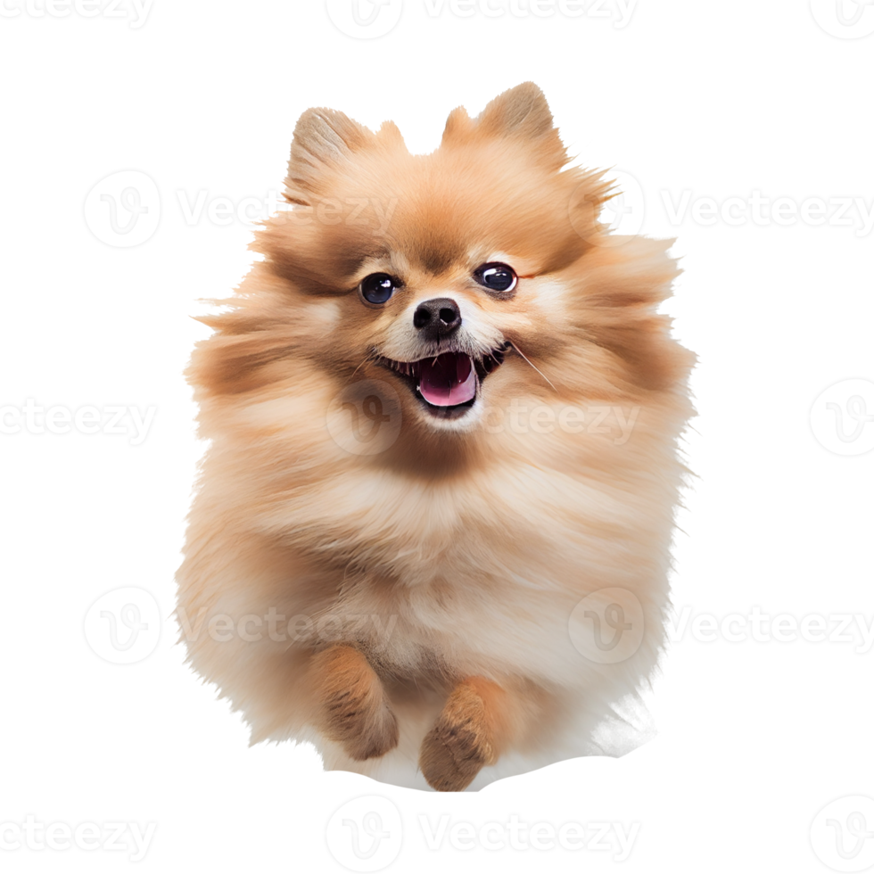 Cute and happy dog png