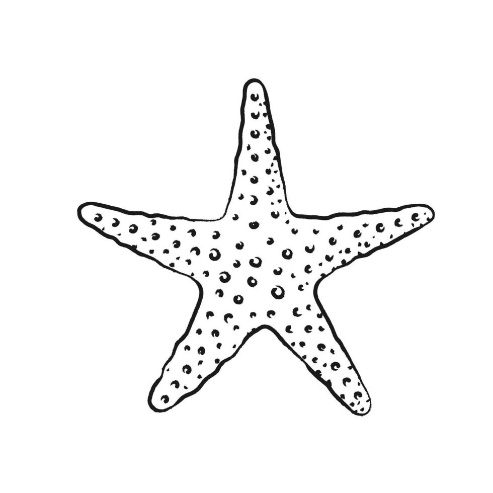 ilustración vectorial de estrellas de mar. estilo de dibujo boho abstracto. ilustraciones para menú, diseño de restaurante de mariscos, spa de hotel resort, tablas de surf. impresión de arte de pared, camiseta, caja del teléfono vector