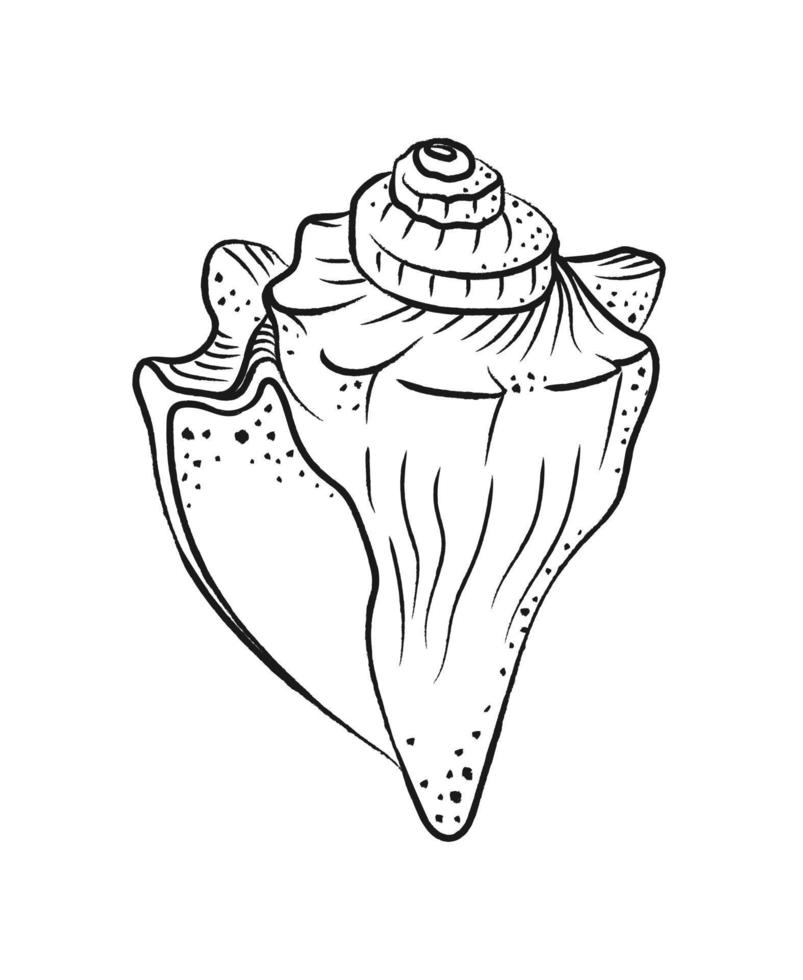 Conch Seashell vector illustration. Abstract boho sketch doodle style. Illustrations for menu, seafood restaurant design, resort hotel spa, surf boards. Wall Art Print, t shirt, phone case